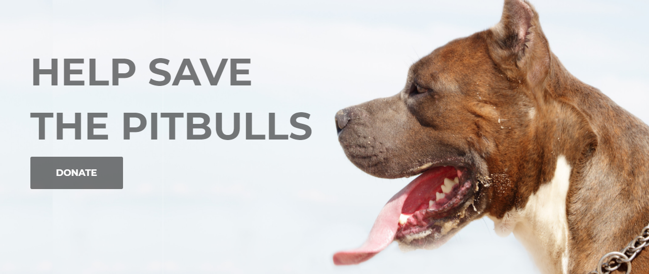 Out of The Ashes PitBull Rescue